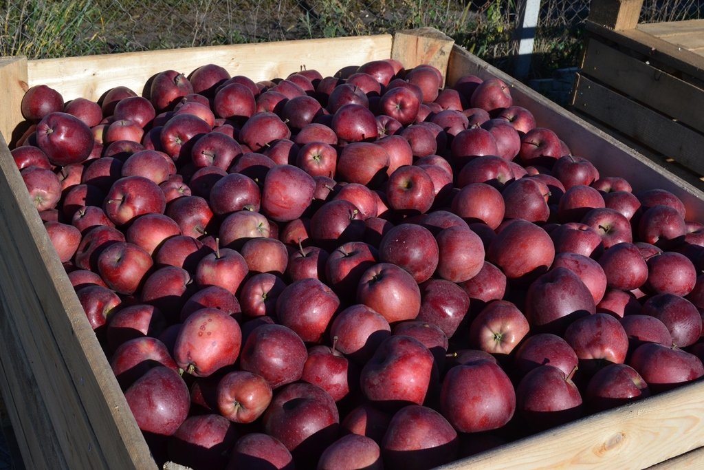Super Chief Apple Plant
